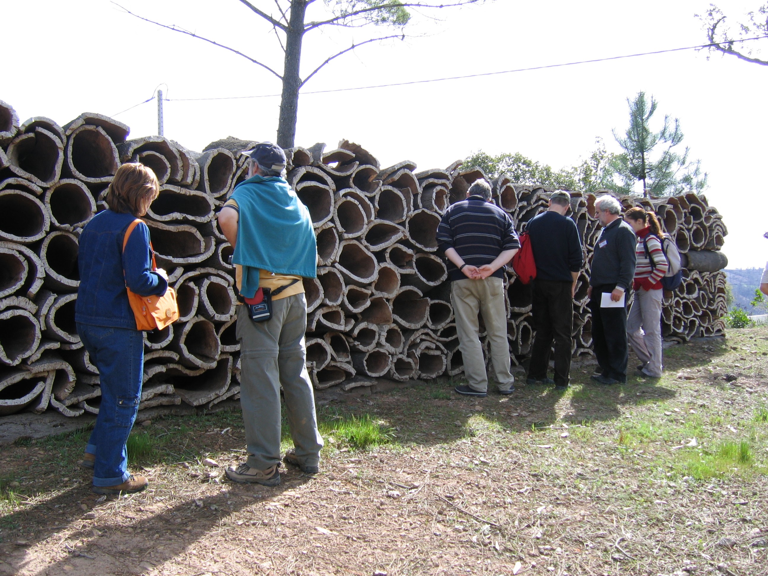 Traditional cork oak practices near Faro, Portugal, at IALE Europe 2005