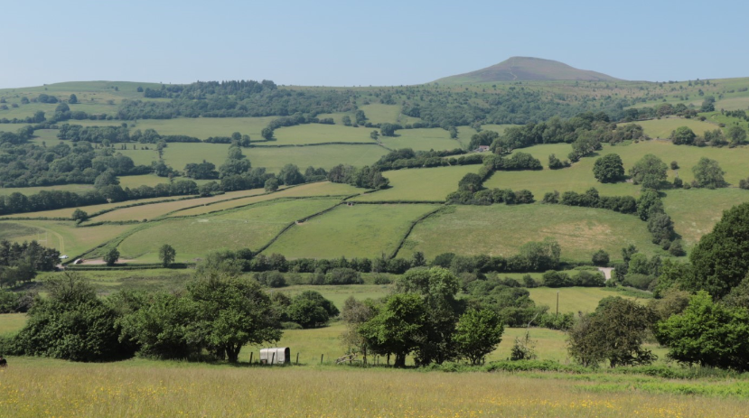 Hedgerows in a UK landscape