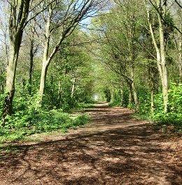 Friston Forest