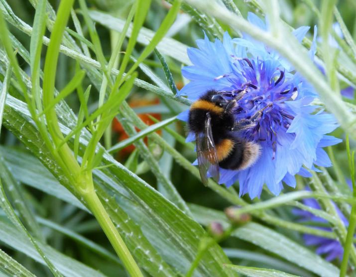 Research on the value of plants to pollinators has increased in recent years. Credit: Author