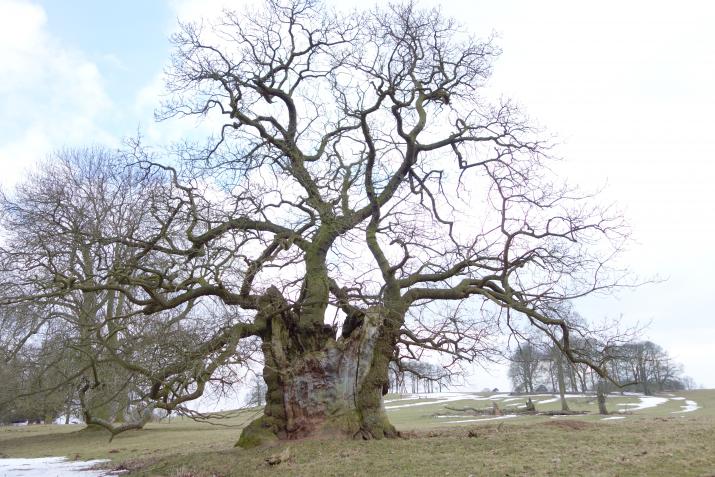 An ancient oak tree at Keddleston Hall, Derbyshire (Credit: Nick Atkinson, The Woodland Trust) An ancient oak tree at Keddleston Hall, Derbyshire (Credit: Nick Atkinson, The Woodland Trust)
