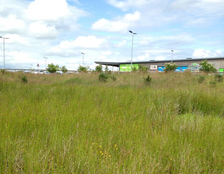 ASDA's SuDS, Inverness, Credit: author