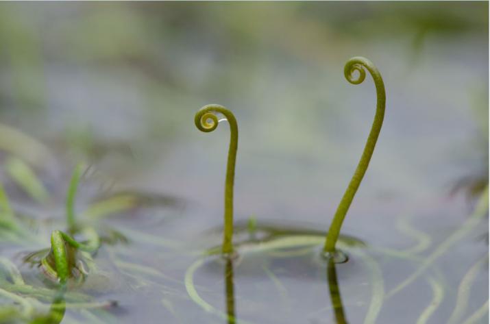 Pillwort is a priority species for action (Credit: Tim Melling)
