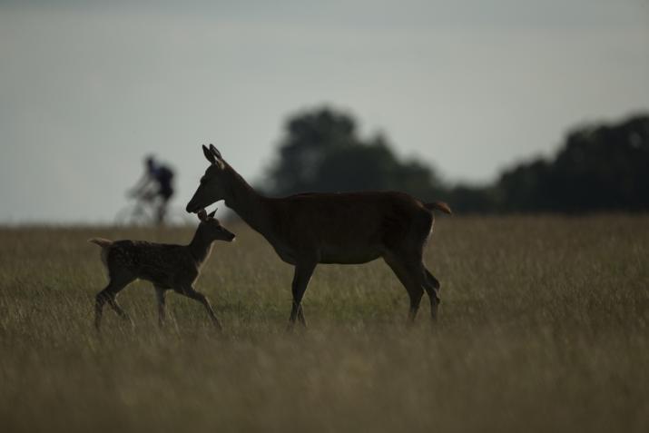 Deer & Cyclist in Richmond. Credit: Luke Massey Deer & Cyclist in Richmond. Credit: Luke Massey