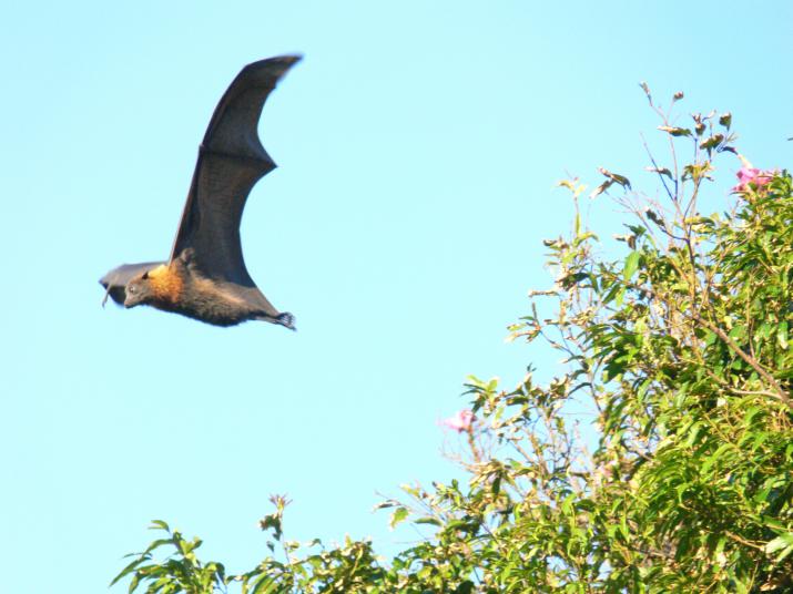 Flying fox by Mr.Rocks (CC BY-SA 3.0) Flying fox by Mr.Rocks (CC BY-SA 3.0)