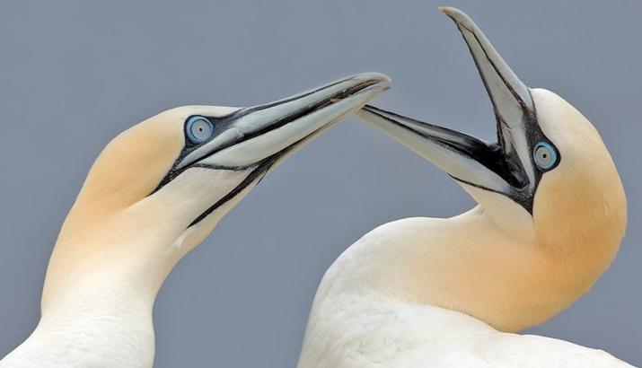Gannets, ERT Gannets, ERT