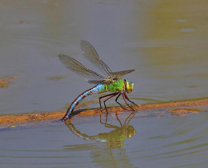 Emperor dragonfly. Credit: creative commons