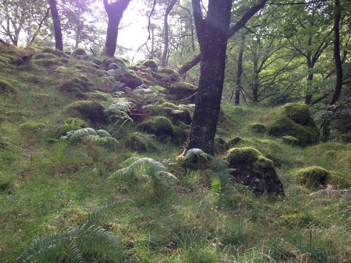 Upland oak woodland, Lake District, credit: author 