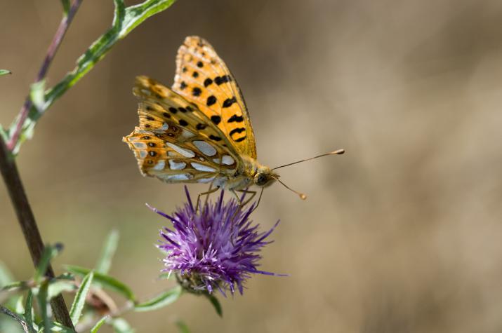 small pearl bordered fritillary (credit: Author)