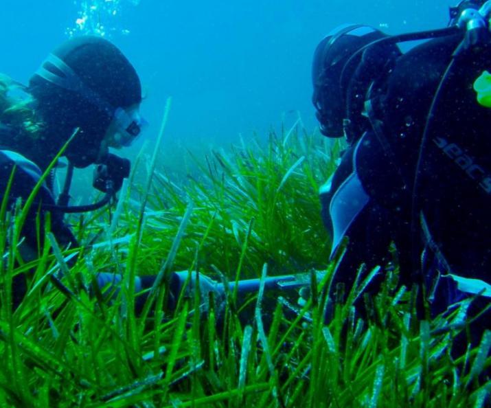 Surveying seagrass meadows, Mallorca (credit: Inés Mazarrasa)