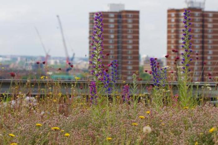 London green infrastructure. Dusty Gedge London green infrastructure. Dusty Gedge