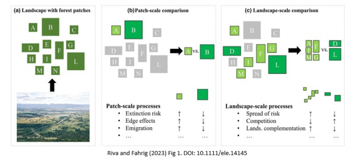 Figure 1 from Riva and Fahrig (20230 illustrating the differing impact of considering the patch-level vs the landscape-level when analysing biodiversity