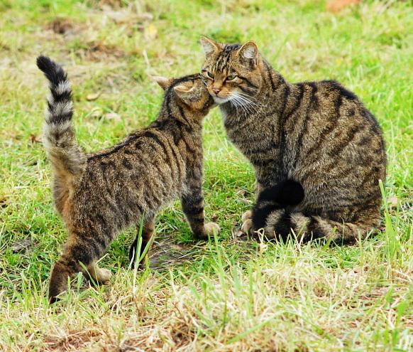 Wildcat and kitten, Scotland (credit: creative commons)