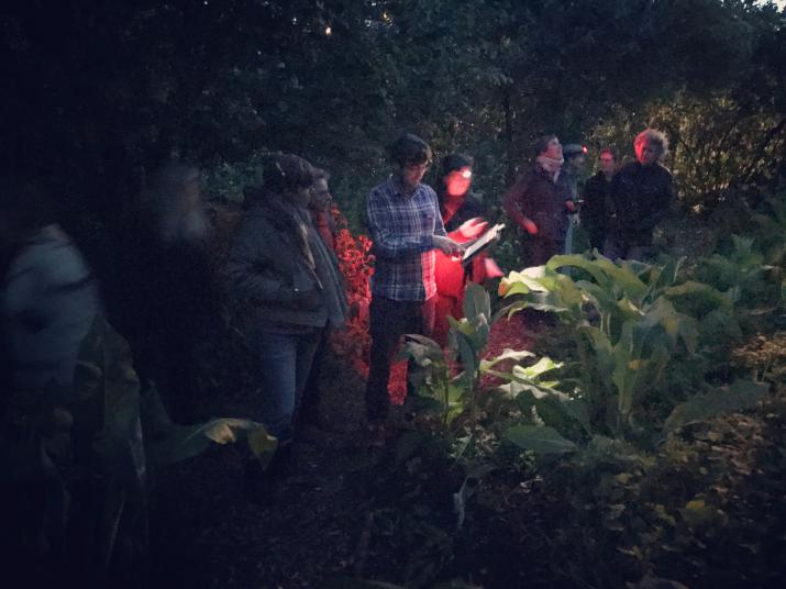 Waiting for bats in Tower Hamlets Cemetery