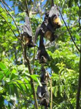 Flying foxes at rest in the trees. Jessica Tait