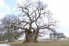 An ancient oak tree at Keddleston Hall, Derbyshire (Credit: Nick Atkinson, The Woodland Trust)