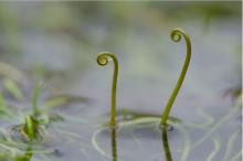 Pillwort is a priority species for action (Credit: Tim Melling)