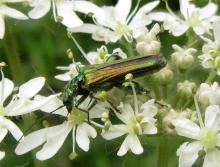 Swollen-thighed beetle (Oedemera nobilis) 