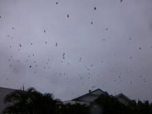 Flying foxes over Cairns, early evening. Jessica Tait